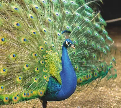 Tavus Kuşu Tüyleri Lazer Işığı Yayabiliyor