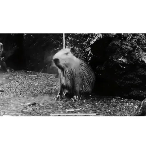 #116: Birra Metafísica (ou Holy Capivara)