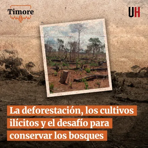 La deforestación, los cultivos ilícitos y el desafío para conservar los bosques