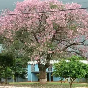 APSLM ao vivo