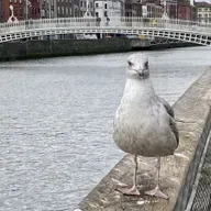 Should Dublin have a Tourist Tax?