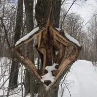 Exploding Trees and NRG