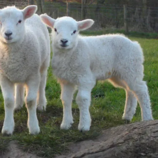 Soy un hijo amado - Meditación diaria