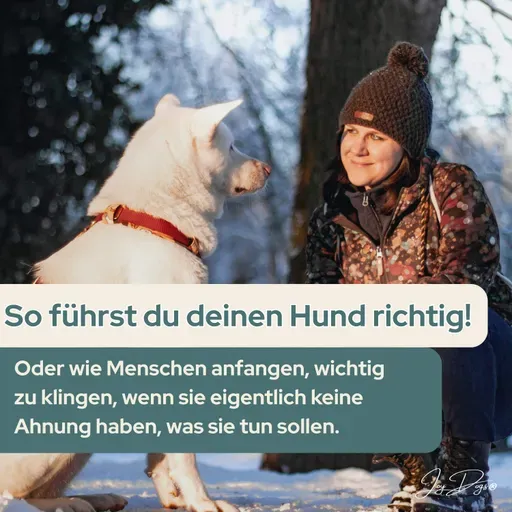 So führst du deinen Hund richtig