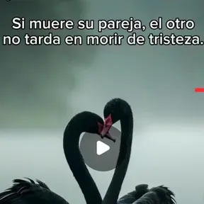 El varon