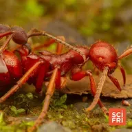 How A Woodpecker Pecks Wood, And How Ants Crown A Queen