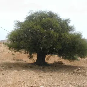 RADIO TARWA NTAMAZIGHRTE