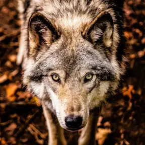 Fenrir radio