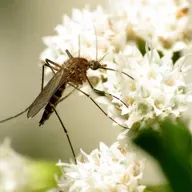 Ep. 563 - The Harmful Consequences of Mosquito Sprays