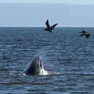 507: Turn Our Data Into Predators