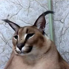 fgwadasgwagsgw