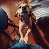 DHS launches pilot program with Urban Resource Institute to shelter homeless New Yorkers along with their pets