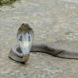 সাপ সাপের কামড় ও তার চিকিৎসা