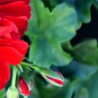 (LEM) L,expres de mitjanit. Poesía deNieves Salvador.