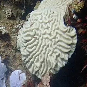 Radio Coral