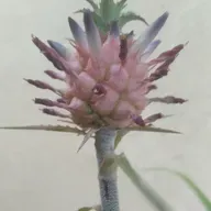 8.6 Víctimas de catástrofesi con síndrome de Down, su atención