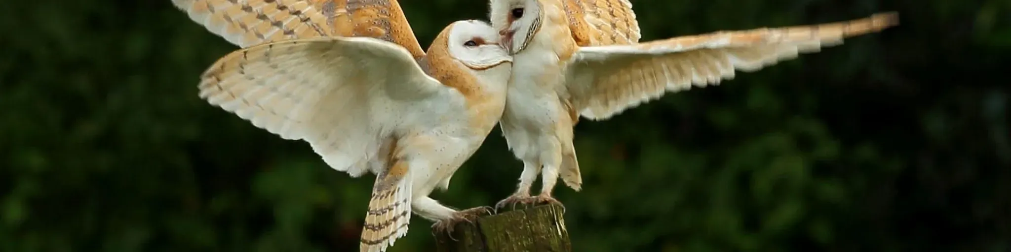 OWLHEART