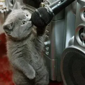 Cat FM Radio Remixed