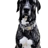 The Great Dane Nap Cycle