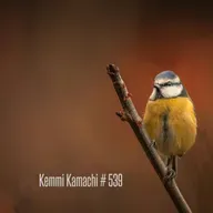 Kemmi Kamachi # 539