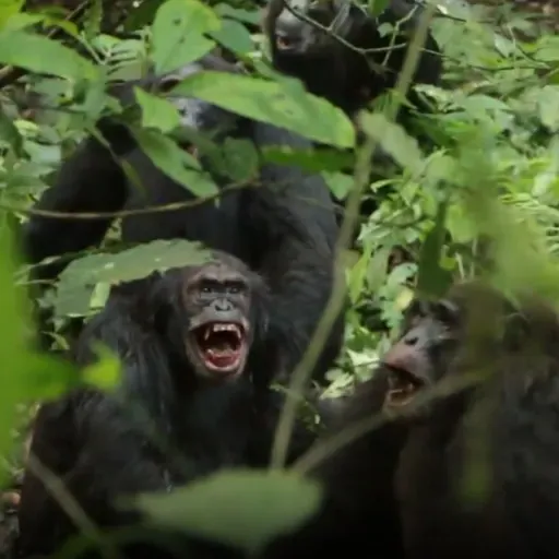 Aparici en Órbita s08e32: Una "guerra civil" divide a un grupo de chimpancés en Uganda