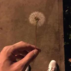 manzana