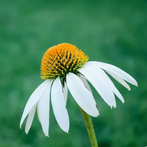 Mediumship Transmission from the Higher Self of "Madam". S16. Ep4.