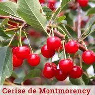 The Cerise de Montmorency — A Very French Cherry