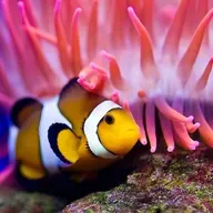 Trouble for clownfishes
