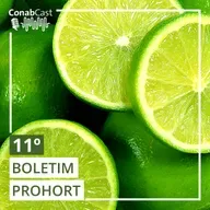 Boletim Prohort: Preços da cenoura caem nos primeiros dias de novembro