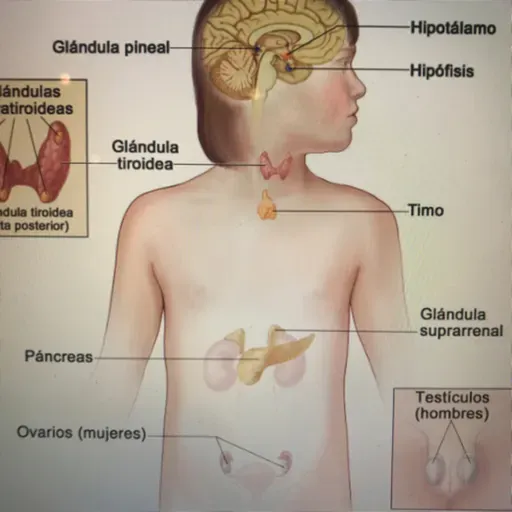 Sistema Endocrino