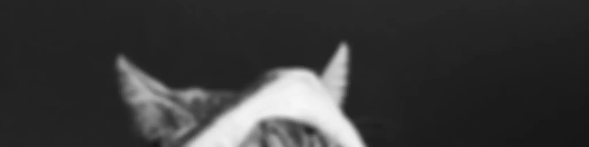 Spoiler | emprendiendo con transparencia