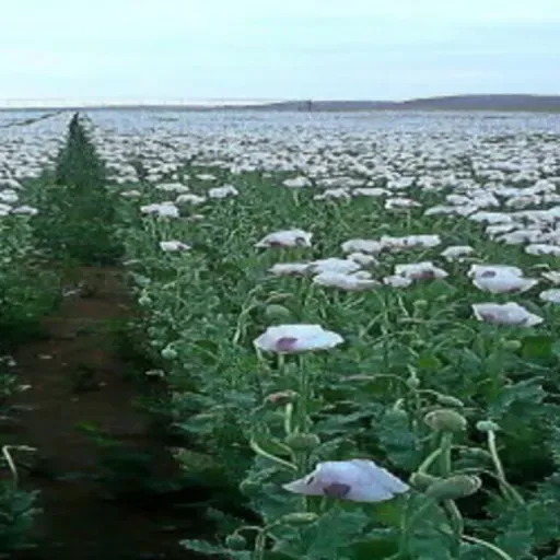 21-10-2019 Eliminando las plantas usadas como materia prima para la creación de estupefacientes