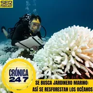 Reportaje EP179 | Se busca jardinero marino: así se reforestan los océanos