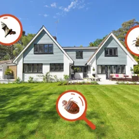 Pest Control Services in Lakewood, CA