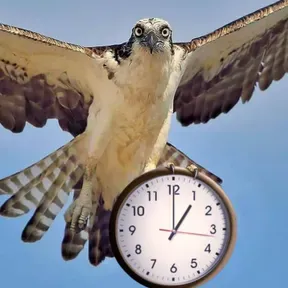 halcon