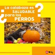 Episodio 121: ¿La calabaza es saludable para los perros?