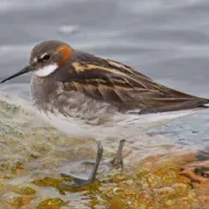 Coalition Defends Solar for All, Taming the Monsters of Halloween Waste, Chicago River Restored to Health and more.