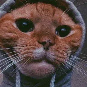 Gustavo