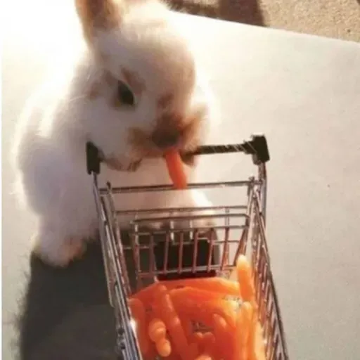 scorpions lorelei 6422376231161385435