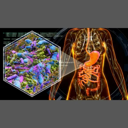 Gut bacteria adjust to digest ultra-processed food