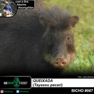 #vAPODN: queixada (Tayassu pecari)