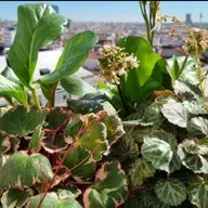 En el espacio Naturaleza Viva contamos cómo las plantas se adaptan para vivir en zonas de clima frío