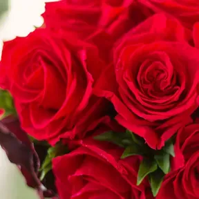 Red Petal
