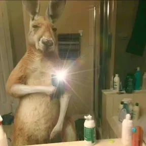 canguro