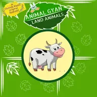 Cows
