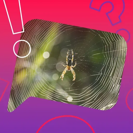 Können Spinnen anderen Spinnen ins Netz gehen?