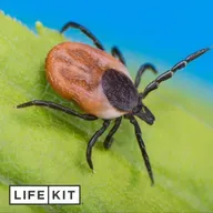 It's tick season. Here's how to protect yourself.