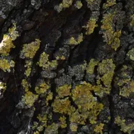 (MONO) Monocromàtic Roy Orbison 2