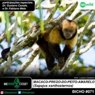 #vAPODN: macaco-prego-do-peito-amarelo (Sapajus xanthosternos)